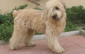 愛爾蘭軟毛梗怎么護毛 愛爾蘭軟毛梗毛發(fā)護理方法