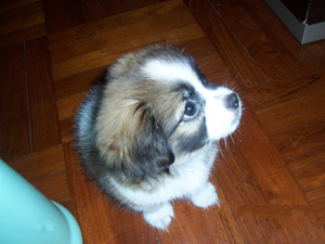 英國玩具獵鷸犬咳血怎么回事 咳血原因及治療方法