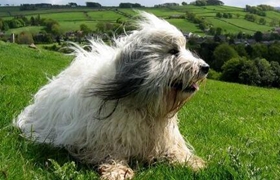 波蘭低地牧羊犬好養(yǎng)嗎 波蘭低地牧羊犬日常喂養(yǎng)方法