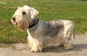 捷克梗怎么養(yǎng) 捷克梗飼養(yǎng)方式