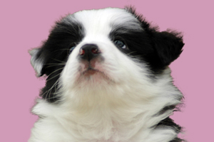 邊牧怎么訓(xùn)練站立