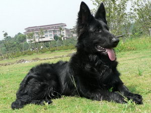 比利時(shí)牧羊犬怎么洗澡 比利時(shí)牧羊犬洗澡流程