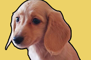 臘腸犬怎樣訓(xùn)練大小便