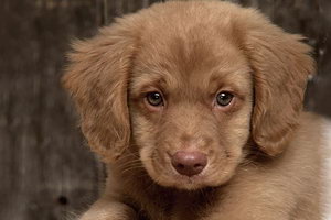 新斯科舍獵鴨尋獵犬幼犬怎么養(yǎng) 獵鴨尋獵犬幼犬照顧方法