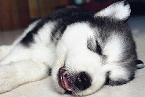 哈士奇嘔吐怎么辦 哈士奇嘔吐治療方法