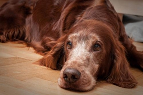 愛爾蘭雪達(dá)犬能吃雞蛋嗎 愛爾蘭雪達(dá)犬飲食禁忌