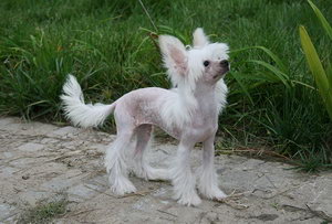 冠毛犬不能吃什么東西 中國(guó)冠毛犬不能吃的食物大全