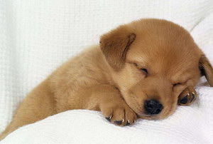 小狗咳嗽怎么辦