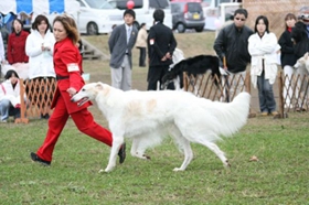 蘇俄獵狼犬怎么修剪指甲 蘇俄獵狼犬護理之剪指甲