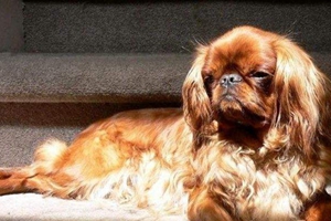 英國(guó)玩具獵鷸犬得了口腔炎怎么治療