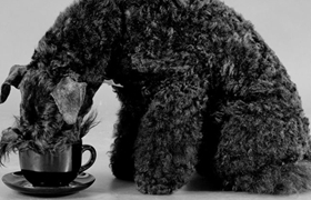 凱利藍(lán)梗幼犬吃什么 幼犬飲食應(yīng)注意