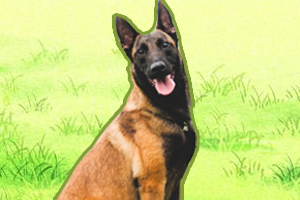 馬犬怎么訓練坐立