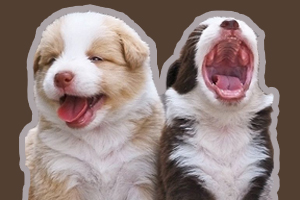 怎樣訓(xùn)狗狗聽(tīng)話