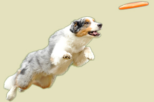 怎么教狗狗接飛盤