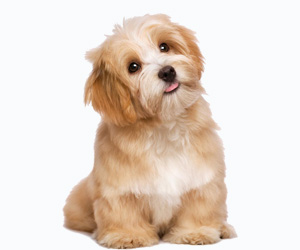 狗螨蟲怎么治療