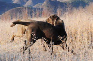 扭玻利頓犬怎么養(yǎng) 扭玻利頓犬飼養(yǎng)心得
