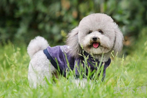 貴賓犬訓(xùn)練上廁所方法是什么