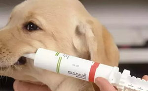 犬細小病毒的治療方法