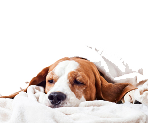 犬蛔蟲病治療方法