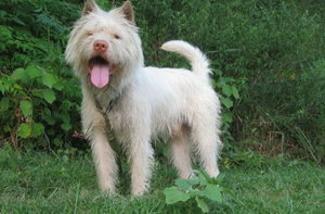 下司犬怎么養(yǎng) 下司犬飼養(yǎng)方法