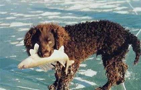 美國水獵犬怎么養(yǎng) 美國水獵犬護(hù)理常識