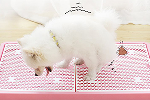 薩摩耶幼犬怎么訓(xùn)練大小便