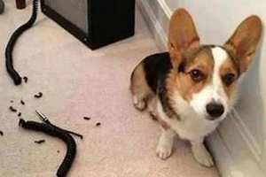 狗狗咬電線怎么辦