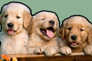 拉布拉多犬怎么訓練上廁所