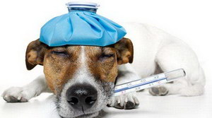 狗狗發(fā)燒吃什么藥