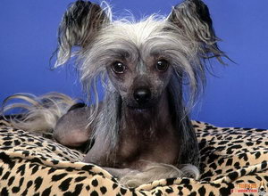 冠毛犬怎么養(yǎng) 中國(guó)冠毛犬飼養(yǎng)方法