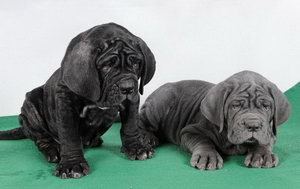 扭玻利頓犬怎么洗澡 扭玻利頓犬洗澡步驟