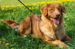 新斯科舍獵鴨尋獵犬怎么洗澡步驟流程