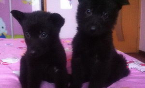 比利時(shí)牧羊犬幼犬怎么喂 比利時(shí)牧羊幼犬喂養(yǎng)方法