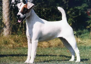 短毛獵狐梗耳朵怎么清潔 短毛獵狐梗耳朵護(hù)理方法