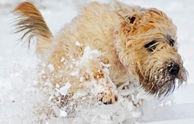 怎么給愛爾蘭軟毛梗洗澡 愛爾蘭軟毛梗洗澡步驟