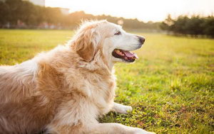 拉布拉多扁桃體發(fā)炎怎么辦 拉布拉多扁桃體發(fā)炎治療方法