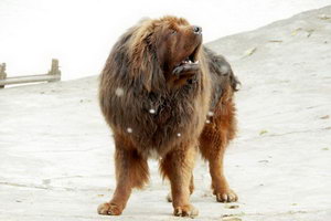 藏獒白內(nèi)障癥狀有哪些 藏獒白內(nèi)障治療方法