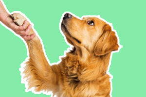 訓練狗狗握手怎么訓