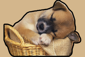 怎么訓(xùn)練狗狗睡狗窩