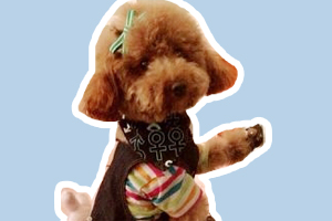 泰迪犬怎么訓(xùn)練站著走