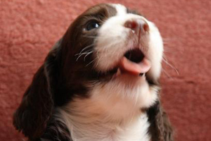 史賓格犬訓(xùn)練大小便怎么訓(xùn)