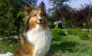 喜樂(lè)蒂怎么清理耳朵 喜樂(lè)蒂牧羊犬耳朵清理方法