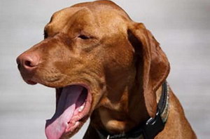 犬窩咳癥狀怎么治療