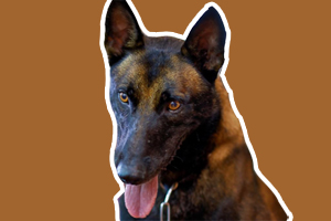 馬犬怎么訓(xùn)練叫