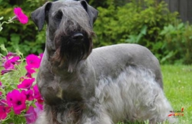 捷克梗每天喂幾次 捷克梗喂食次數(shù)介紹