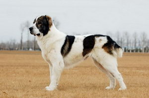 中亞牧羊犬怎么養(yǎng) 中亞牧羊犬飼養(yǎng)護(hù)理方法