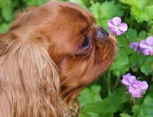 英國玩具獵鷸犬便秘如何治療