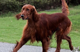 愛爾蘭雪達(dá)犬飼養(yǎng)需要什么 愛爾蘭雪達(dá)犬飼養(yǎng)需求
