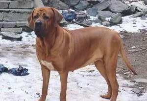 日本土佐犬感冒吃什么藥 日本土佐犬感冒處理方法