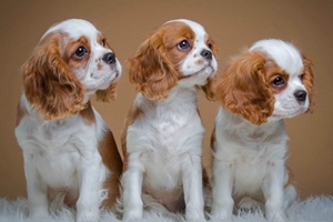 西班牙小獵犬感冒如何治療 西班牙小獵犬感冒治療方法